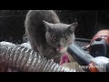 What S New Pussycat Cat Tribute