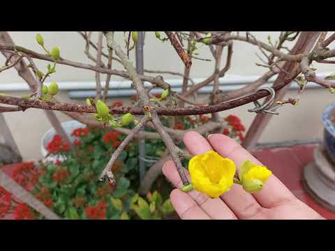 MAI VÀNG MIỀN BẮC NỞ TỰ NHIÊN ĐẸP XUẤT SẮC