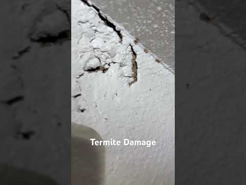 Termite Damage