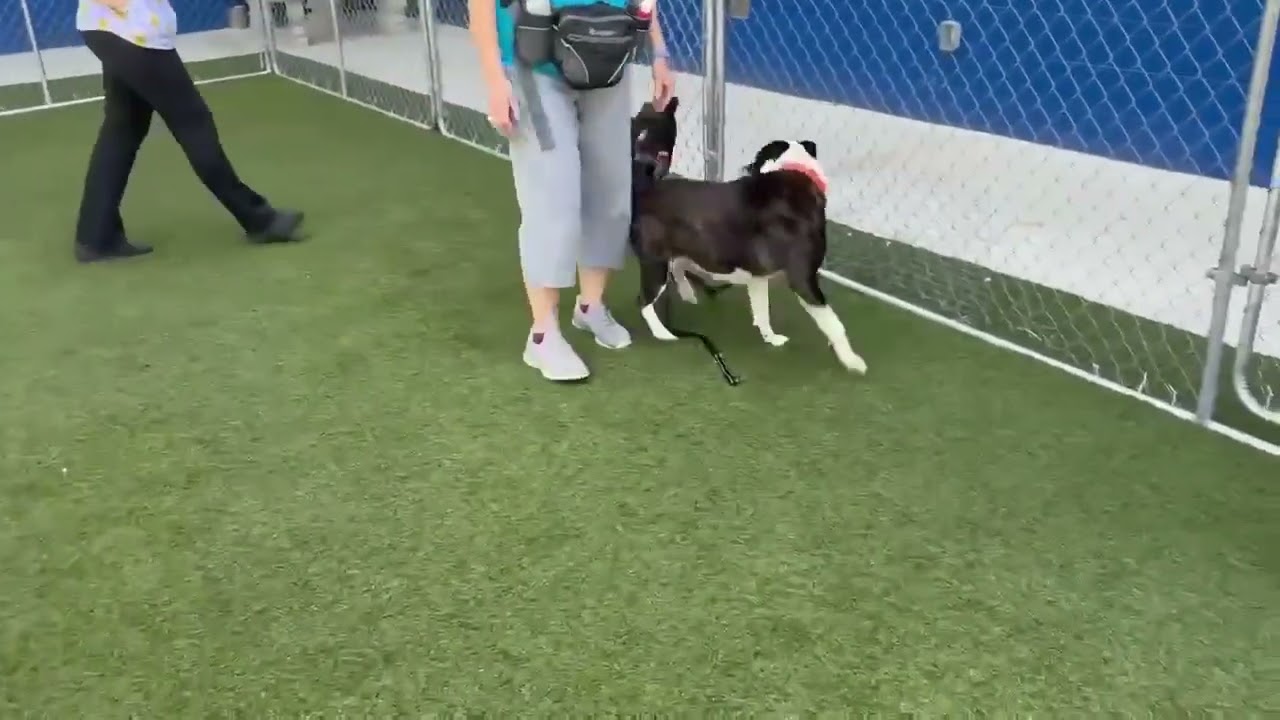 Lester, a Adoptable mixed breed in Hartsville, SC video 2/5