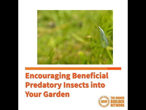 5 Beneficial Insects You Want in Your Garden