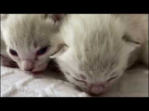 💕🐾Halo's Silver Seal Lynx Spotted Bengal Kittens are 2 Weeks Old Now 💕Sooo Sweet😺🐾
