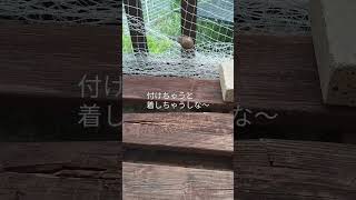 癒やしのカタツムリ君
