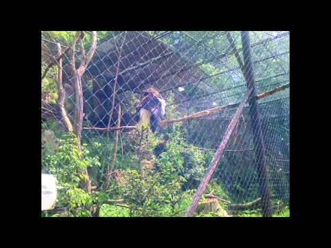 Hodně starý výlet do ZOO