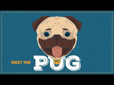 Pug | CKC Breed Facts & Profile
