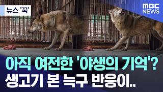 [뉴스 '꾹'] 아직 여전한 '야생의 기억'?, 생고기 본 늑구 반응이.. (2026.04.20/MBC뉴스)
