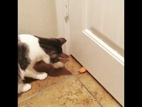 Two cats (1 polydactyl) playing with their toy mouse back and forth under the door