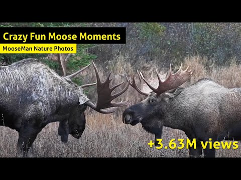 Crazy Fun Moose videos  - The Best Hits Mix!