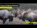 Crazy Fun Moose videos  - The Best Hits Mix!