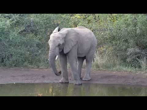Kwa: Elephants getting a cool drink - 06/15/19