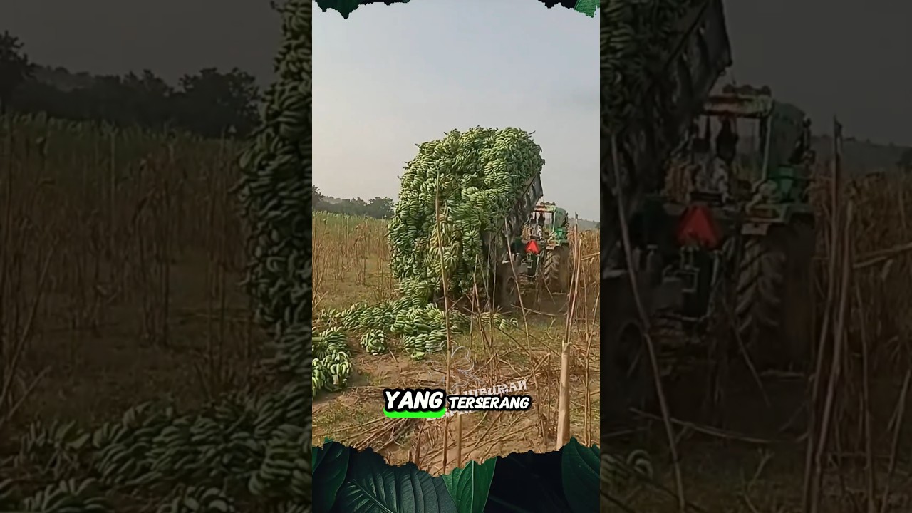 Buah Pisang Banyak Terbuang #shorts #panen #buah