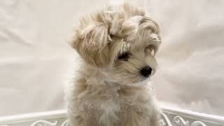 ハーフ犬の動画01