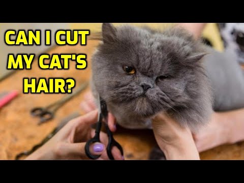 Should I Trim My Cat's Fur In The Summer?