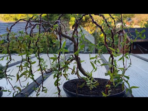 How I Made This Weeping Willow Bonsai Tree in Just One Year