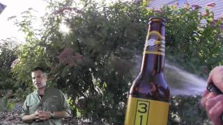 Aphids On Spirea Bushes : How To Get Rid Of Aphids