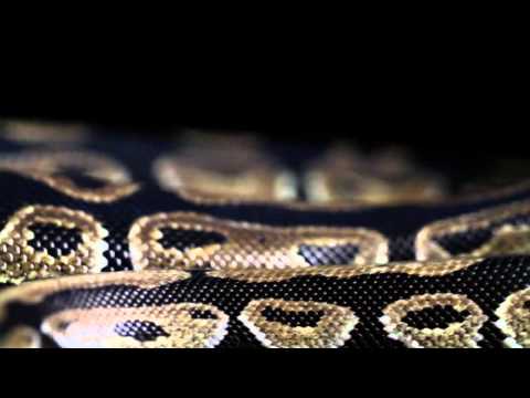 LIAR - The Pythons