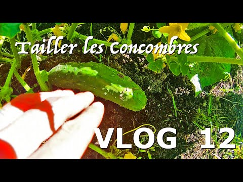 , title : 'Tailler les Concombres - Vlog 12 -'