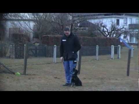 Welpe Fuss, Sitz, Platz und Hereinkommen mit 11 Wochen.