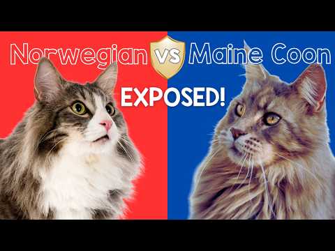 Norwegian Forest Cat vs Maine Coon - The Majestic Giants Compared!