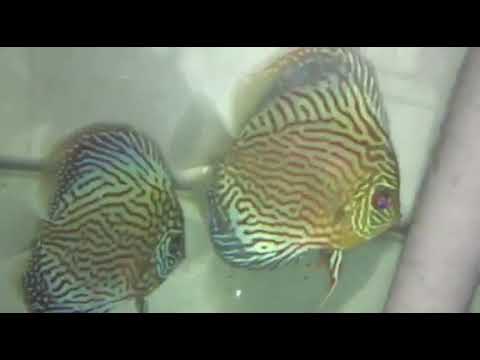 Turquoise discus fish breeding pair