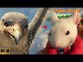 Falcon Attacks Stuart Little Rooftop Battle Scene Stuart Little 2