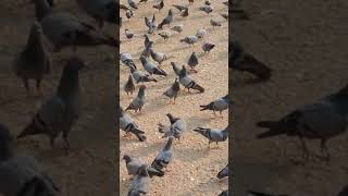 Download lagu #pigeons #alawa e sartouq Mubarak #grohejaffery #viralshorts #utube #viral mp3