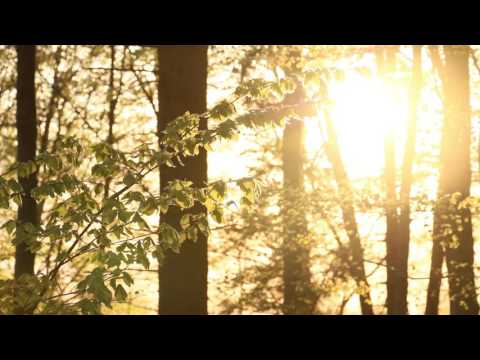 Beautiful Blackbird Song / 1 Hour Common Blackbird Singing