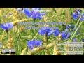 Небесно-синие васильки Sky Blue Cornflowers INSIGHTI 055 