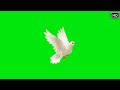 GREEN SCREEN Dove Birds Flying Effects HD No Copyright Chroma Key Dove Pigeon