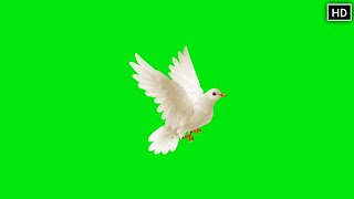 GREEN SCREEN Dove birds Flying effects HD No copyr