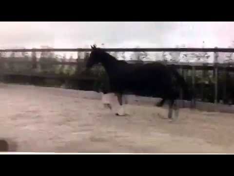 Furst romancier x Deemster, stallion 2014