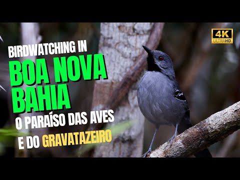 OBSERVAÇÃO DE AVES EM BOA NOVA-BAHIA| Paraíso das aves para birdwatching. (em 4K)