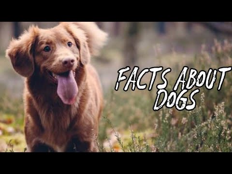 Why are pets lost and what to do if your pet has run away?