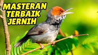 Download lagu PRENJAK ANDA PASTI AKAN NYAUT JIKA DENGAR SUARA PRENJAK GACOR INI mp3