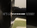 Turkish Van Tries To Pick A Fight With A Tuxedo Cat But The Tuxie Has The High Ground