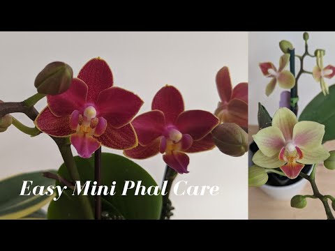 Easy Mini Phalaenopsis Orchid Care | Troubleshooting Common Issues & Getting Blooms!