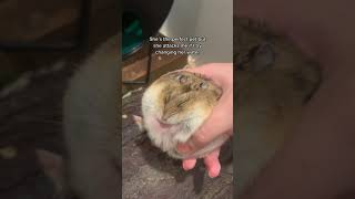 Download lagu Hamster Lucu & Funny Hamsters Videos Complication 2023#1 mp3 Download lagu Hamster Lucu & Funny Hamsters Videos Complication 2023#1 mp3