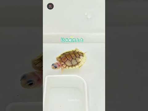 चिंटू कछुआ के साथ क्या हो गया 😱mini wood toy-woodworking art skill/wood hand #shorts