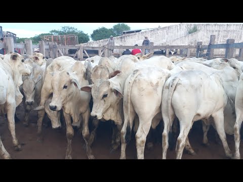 Bezerros apartir de 700 reais na feira de gado em Dois Riachos Alagoas 03/06/26#nordeste