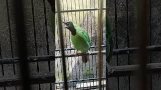 Download lagu cucak ijo isian pelatuk bawang mp3 Download lagu cucak ijo isian pelatuk bawang mp3