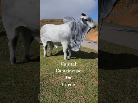 Capital Catarinense da carne São João do Itaperiu