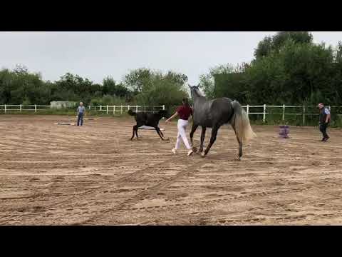 Nachwuchs 2019 - Stutfohlen v. Quim, a.d.Gevista, v. Leovisto, Cancara, Calypso II, Maestose