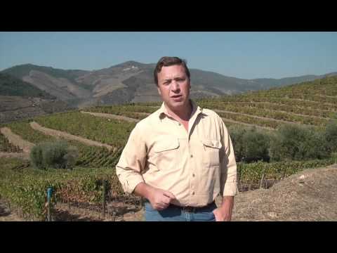 Port Wine Grape Varieties