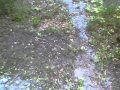 Path In The Kentlands Gaithersburg Natural Path Disturbed