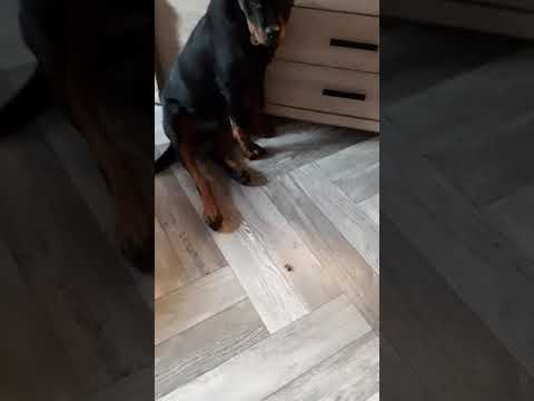 Wykonananie komendy zostaw i czekaj