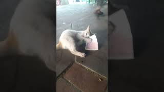 かわいい猫の動画を撮る