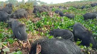 The Most Incredible Moments of Wild Pig Encounters | Nature's Wonders,animals video