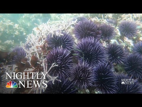 How are sea urchins affecting the ecosystem?