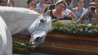 Horse Lays His Head On Coffin As He Mourns The Loss Of His Human Best Friend