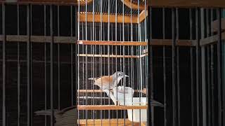 Download lagu Burung sniper gacor #monsterbird mp3 Download lagu Burung sniper gacor #monsterbird mp3